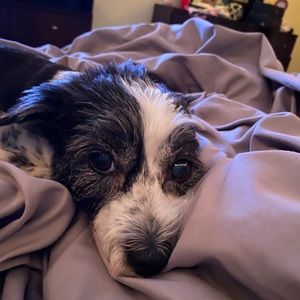 Meet your Posher, Allan